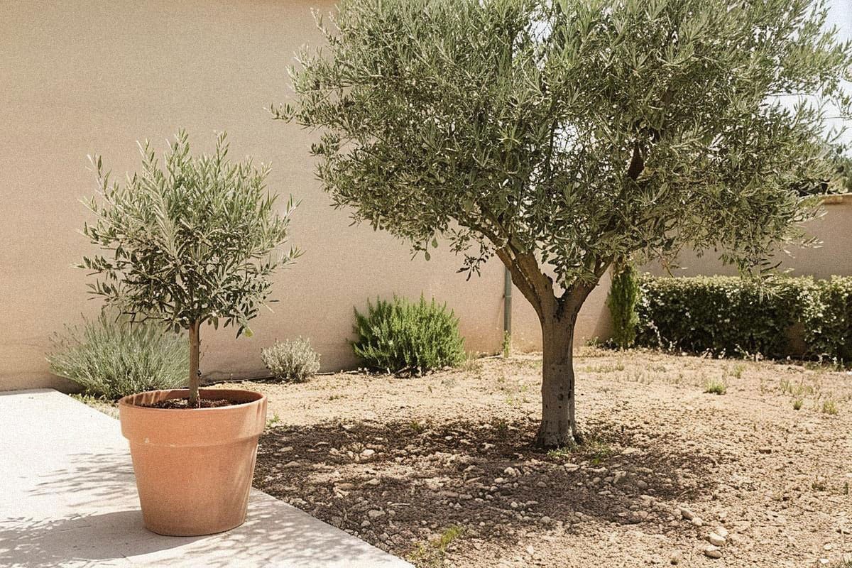 Olivier cultivé en pleine terre et en pot dans un jardin très ensoleillé